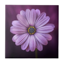 Flor Roxo no Bloom