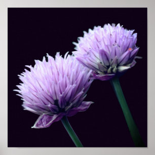Flor Roxo Scallion Allium Fechar Poster