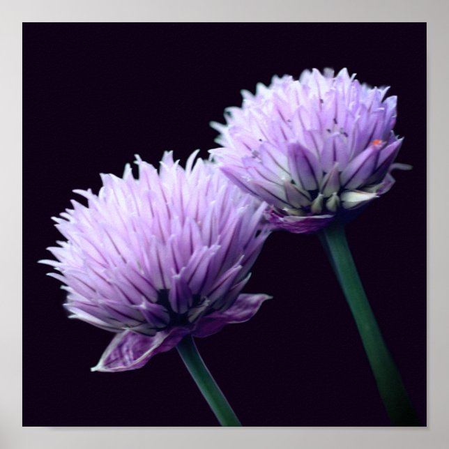 Flor Roxo Scallion Allium Fechar Poster (Frente)