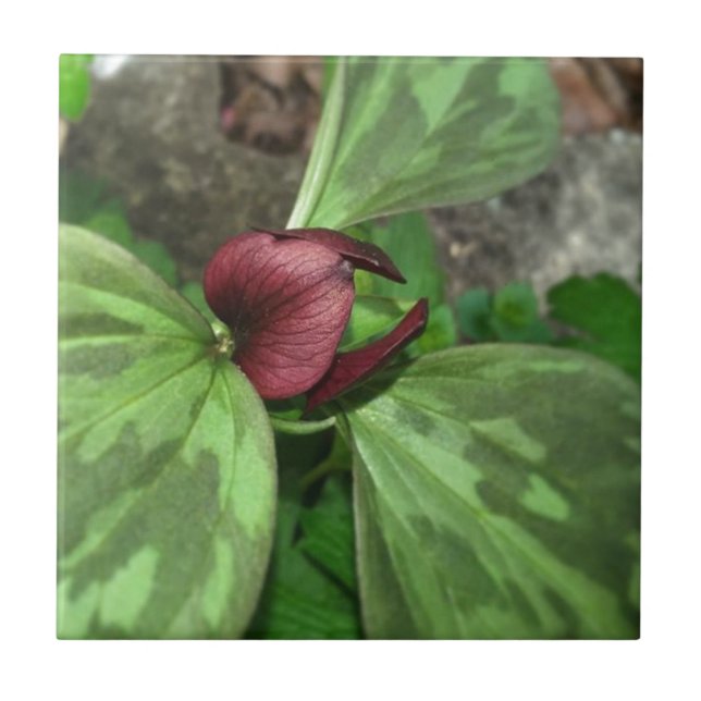 Flor selvagem (Frente)