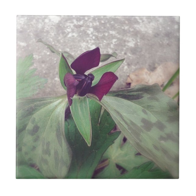 Flor selvagem florescente (Frente)