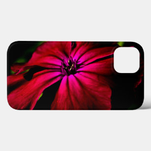 Flor selvagem roxo iphcn