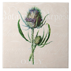 Flor selvagem velha do cardo do Scottish do
