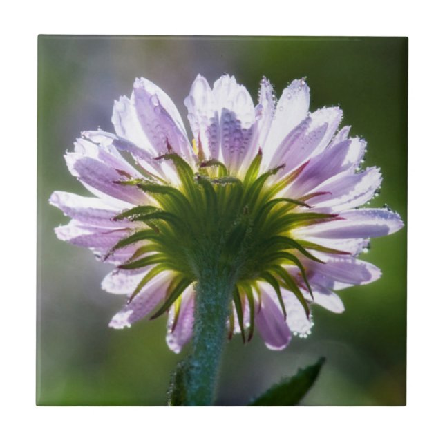 Flor Silvestre Roxa Com Iluminação Posterior e Got (Frente)