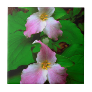 Flor Silvestre Trillium