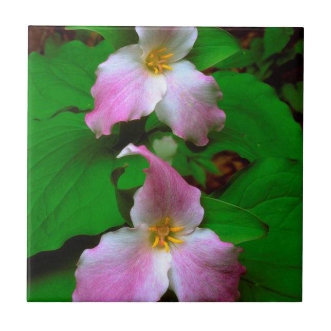 Flor Silvestre Trillium (Frente)