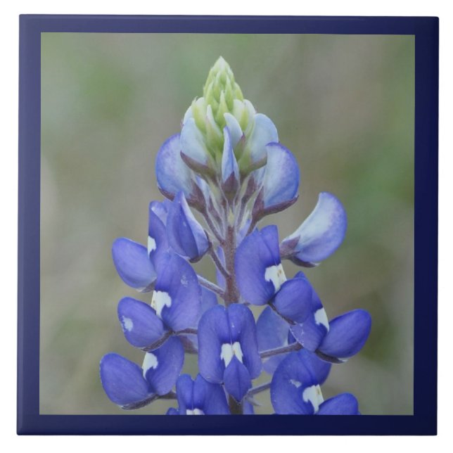 Flor simplesmente Bluebonnet (Frente)