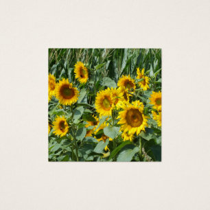 flor, sol, planta, natureza, verão, floral,