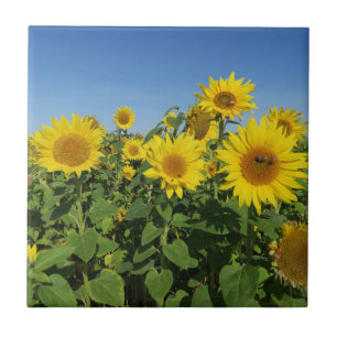 flor, sol, planta, natureza, verão, floral,