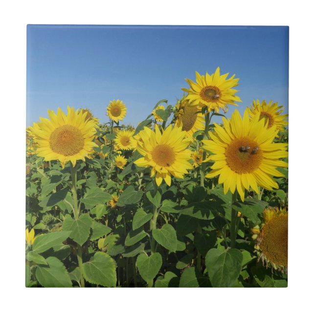 flor, sol, planta, natureza, verão, floral, (Frente)