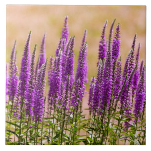Flor - Sonho com lavanda