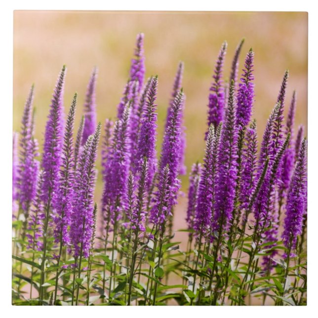 Flor - Sonho com lavanda (Frente)