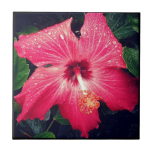 Flor tropical Bonito