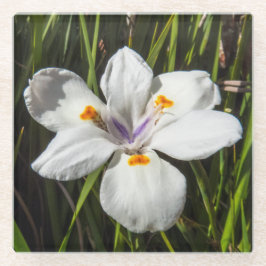 Flor tropical branca