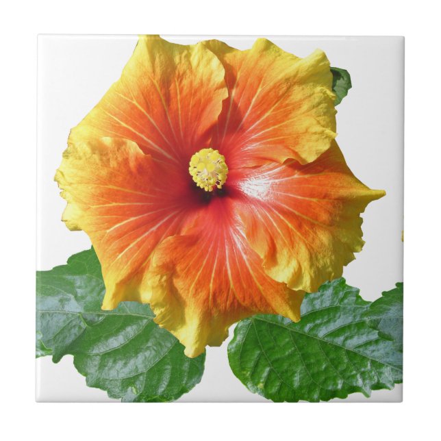 Flor Tropical de Hibiscus (Frente)