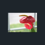Flor Tropical Red Anthurium na Canvas<br><div class="desc">A luz do sol dança neste lindo e florescente anturium enquanto se senta por uma janela. A vibrante cor vermelha e verde desta flor em forma de coração capta a atenção do espectador.</div>