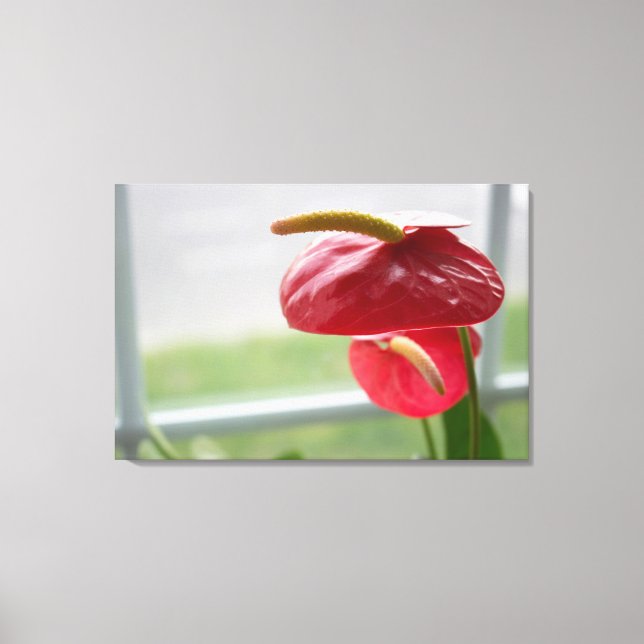 Flor Tropical Red Anthurium na Canvas (Frente)