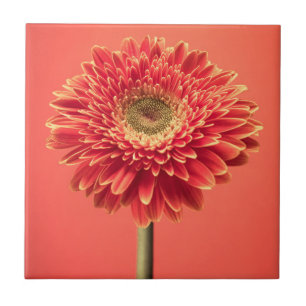 Flor vermelha da margarida do Gerbera de Barberton