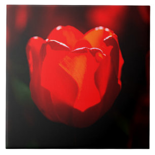 Flor vermelha da tulipa - fogo