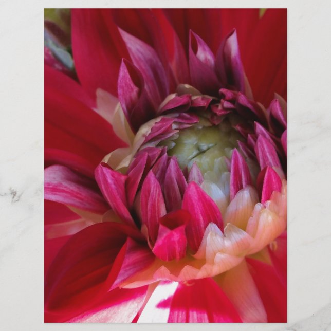 flor vermelha escura (Frente)