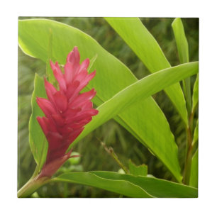 Flor Vermelho Ginger (Alpinia)