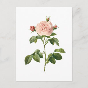 Flor Vintage, Rosa Rosa por Redoute Cartão Postal