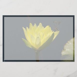 Flor Waterlily de Lotus Amarelo