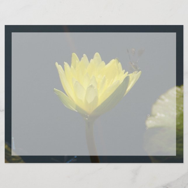 Flor Waterlily de Lotus Amarelo (Frente)