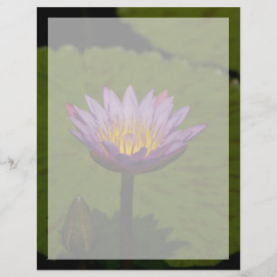 Flor Waterlily Puro Lotus