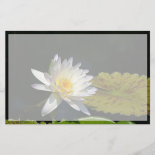 Flor Waterlily White Lotus
