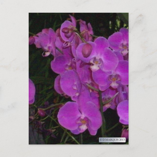 FLORA COLORIDA Nº 3 Cartões postais (Frente)