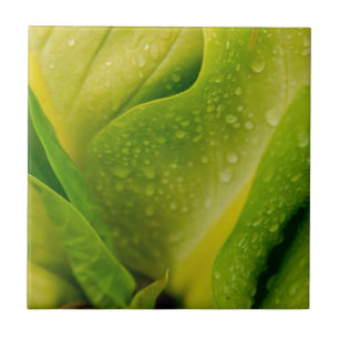 Flora Dominica 3