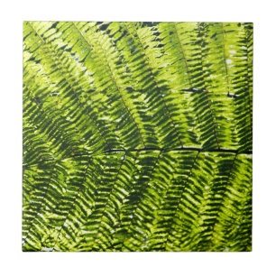 Flora Dominica 5