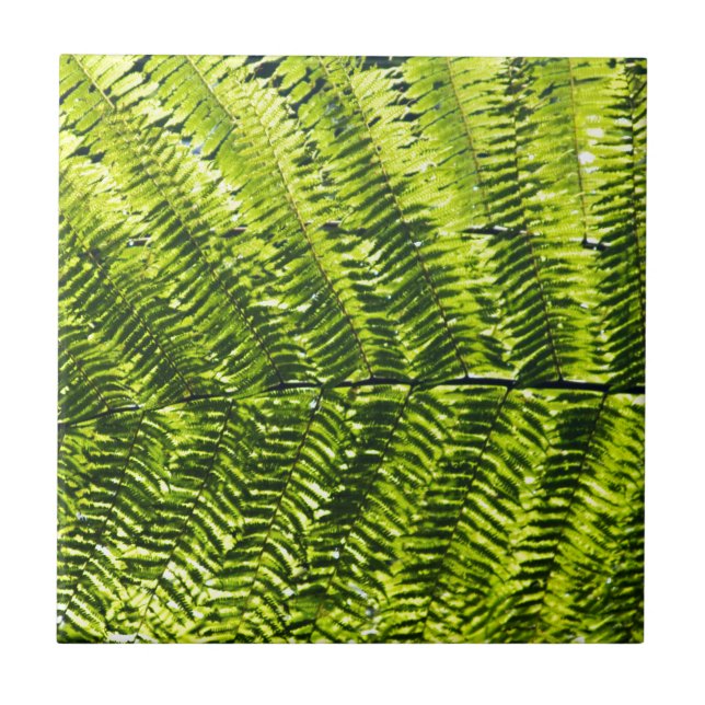 Flora Dominica 5 (Frente)