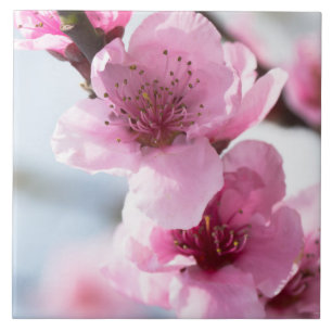 Floração da primavera