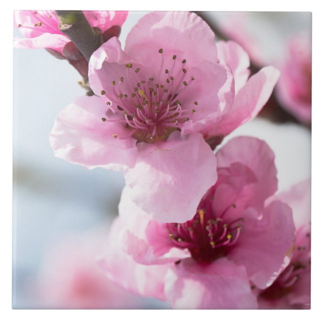 Floração da primavera (Frente)