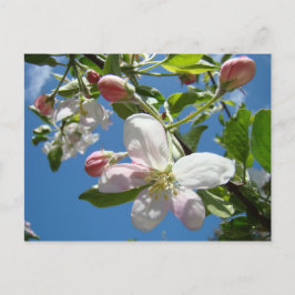 FLORADAS DE MAÇÃ Cartões Postais da Primavera