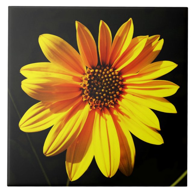 floral (Frente)