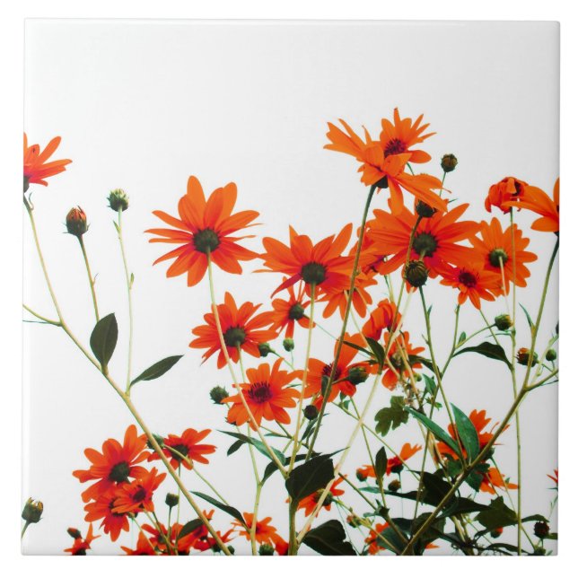 floral (Frente)