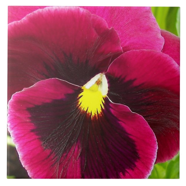 Floral bonito Purple Pansy (Frente)
