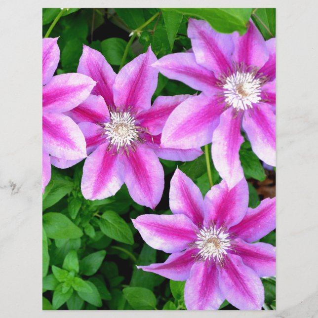 Floral cor-de-rosa elegante (Frente)