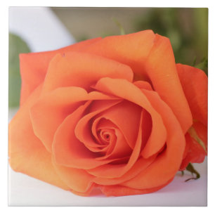Floral de Flor Rosa de Laranja