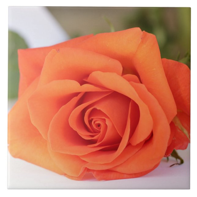 Floral de Flor Rosa de Laranja (Frente)