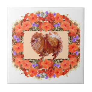 Floral Pomerânia