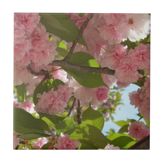 Floral Primavera da Árvore III da Cherry com duas  (Frente)