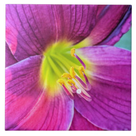 Floral Rosa Daylily