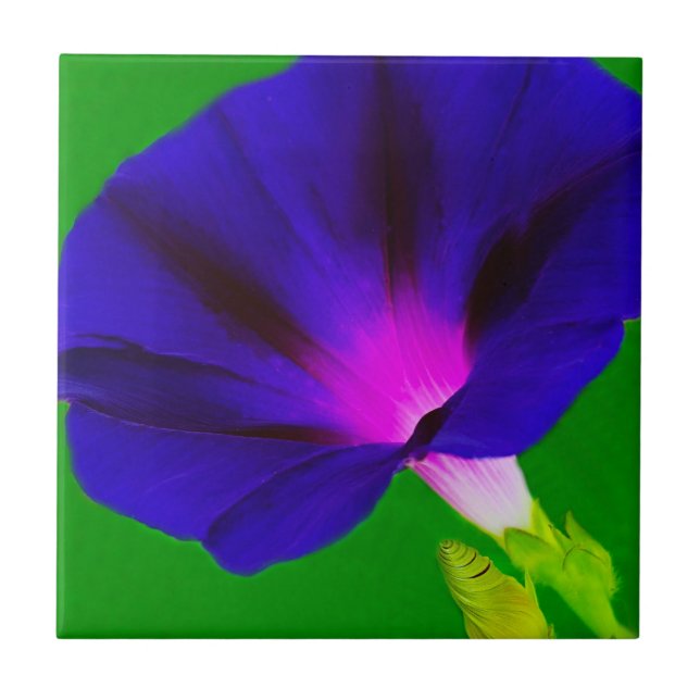Floral Roxo-Rosa Ardente  (Frente)