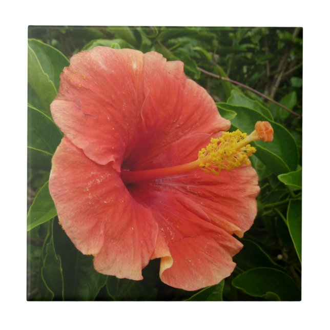 Floral Tropical de Laranja Hibiscus (Frente)