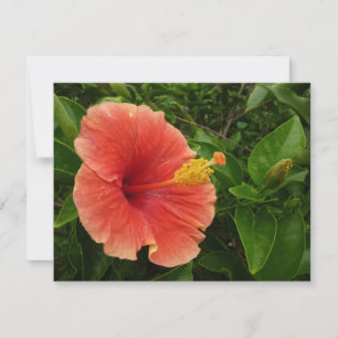 Floral Tropical de Laranja Hibiscus