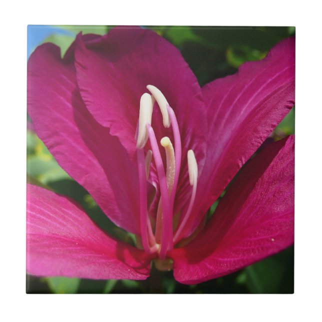 Floral Tropical do Flor de Árvore Orquídea (Frente)